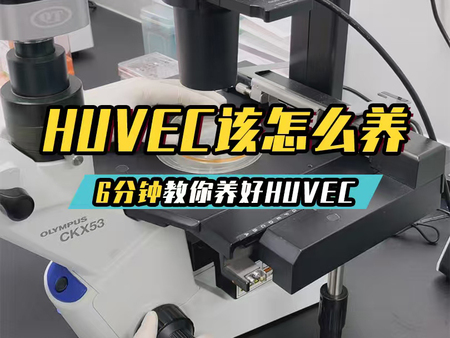 6分钟教你养好HUVEC