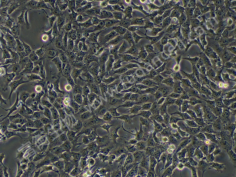 小鼠乳腺癌细胞；4T1 （种属鉴定） - 上海富衡生物科技有限公司