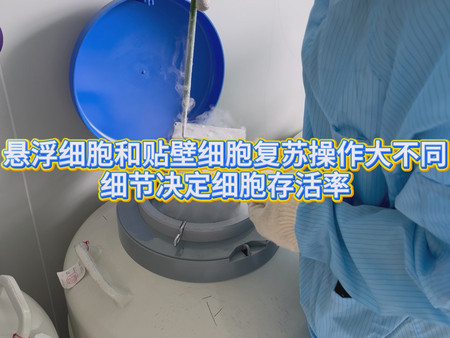 悬浮细胞 vs. 贴壁细胞复苏关键技巧！