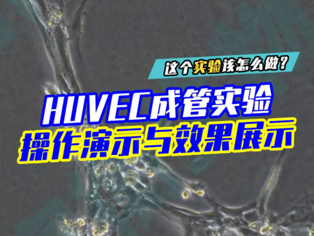 HUVEC成管实验操作演示与效果展示