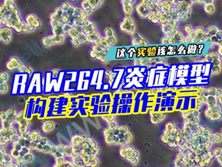 RAW264.7炎症模型构建实验操作演示