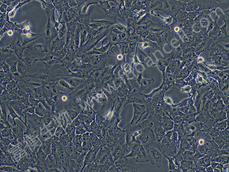 人肺腺癌细胞带荧光素酶；NCI-H1975/Luc - 上海富衡生物科技有限公司