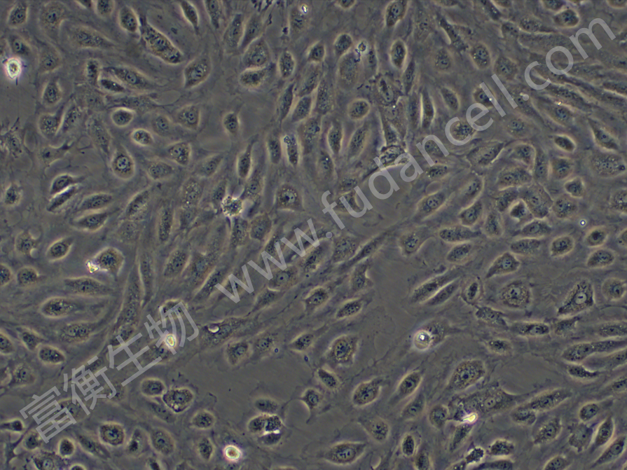 人表皮角质形成细胞 - 上海富衡生物科技有限公司